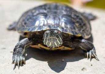 Close up portrait of a turtle. Animal