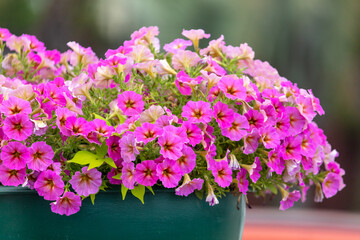 Pink flowers on a plant