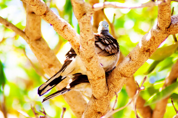 two doves in love on the tree in nature