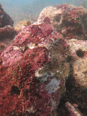 The coralline algae attached on rock at sea bottom