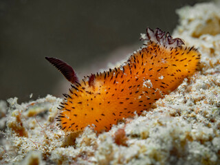 Obraz na płótnie Canvas Little Jorunna nudibranch (Jorunna parva)