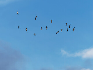 Kranich, Grus grus, Grauer Kranich, Eurasischer Kranich