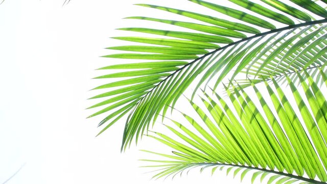 tropical palm leaf swaying in the wind and white sky background