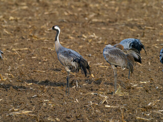 Kranich, Grus grus, Grauer Kranich, Eurasischer Kranich