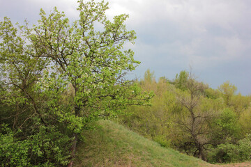 Spring landscape with green hills, flowering tree, and cloudy sky