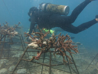 The coral frame with artificial live rock and coral fragment in coral reef