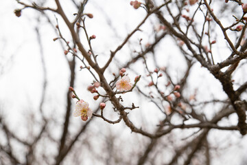 봄에 피어나는 매화꽃
