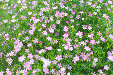 Gypsophila flowers are in full bloom., Various colors of gypsophila flowers are in full bloom., Photos from the flower garden.