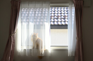 Fototapeta na wymiar 窓から外を見る猫（マンチカン）