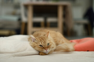 毛布の上でくつろぐ猫（マンチカン）