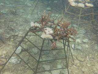 The coral frame with artificial live rock and coral fragment in coral reef