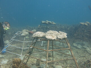 The coral frame with artificial live rock and coral fragment in coral reef