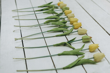 yellow tulips on a white wooden background, the effect of an old photo, scuff and noise, selective...