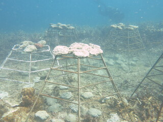 The coral frame with artificial live rock and coral fragment in coral reef