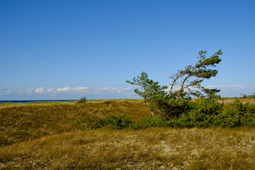 Fototapeta na wymiar Landschaft mit Dünen und Strandseen am Darßer Ort, Nationalpark Vorpommersche Boddenlandschaft, Mecklenburg Vorpommern, Deutschland