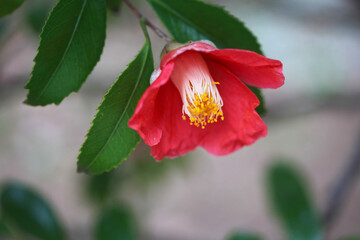 赤い椿の花（鋸葉椿）