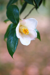 背景が美しい白い椿の花（月見車）