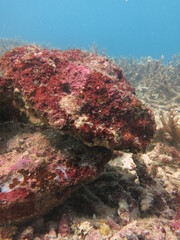 Fototapeta na wymiar The coralline algae attached on rock at sea bottom