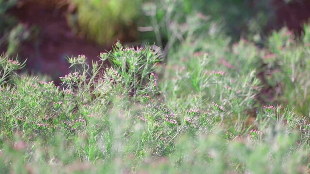 Unripped cumin Seeds and Jeera or zira plants,cumin plant or zeera plants,most popular cumin seeds plant in indian farm or garden,
