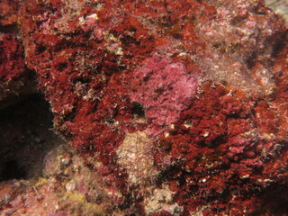 The coralline algae attached on rock at sea bottom