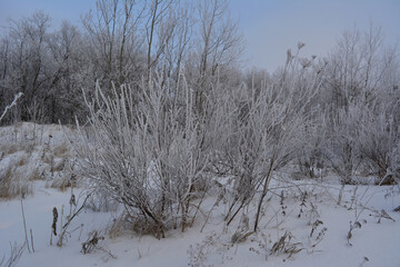 Beautiful winter scene with herbs, bushes and trees covered by hoarfrost