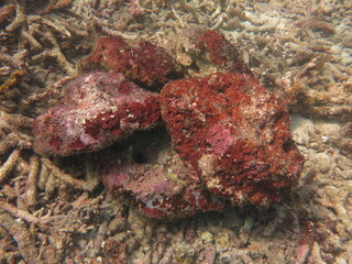 The coralline algae attached on rock at sea bottom