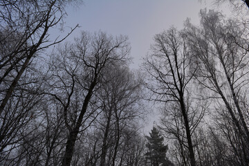 Picturesque winter scene in forest with trees on the background of sky