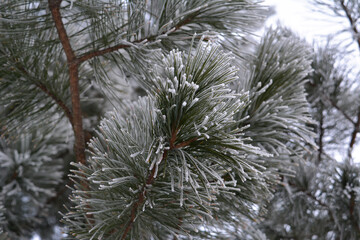 Cedar needles covered by hoarfrost in winter