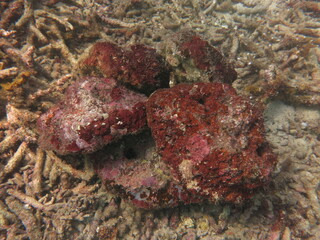 The coralline algae attached on rock at sea bottom