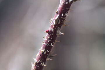 Close-up image of a rose thorn in February.