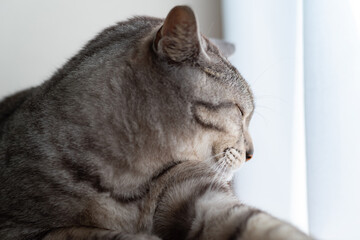 窓辺で眠る猫　サバトラ猫