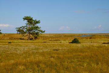 Obraz premium Landschaft mit Dünen und Strandseen am Darßer Ort, Nationalpark Vorpommersche Boddenlandschaft, Mecklenburg Vorpommern, Deutschland