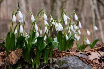 Snowdrops in the forest. The first spring flowers. Hello spring concept
