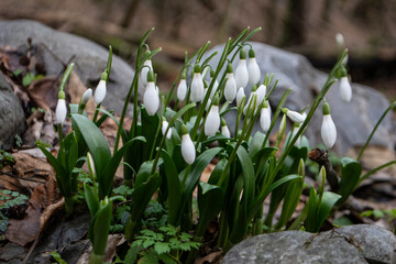 Snowdrops in the forest. The first spring flowers. Hello spring concept