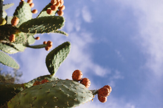 Low angle view of cactus plants growing against sky