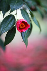 背景が美しい赤い椿（ヤブツバキ）