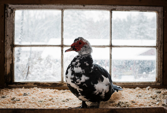 Bird perching on window sill at poultry