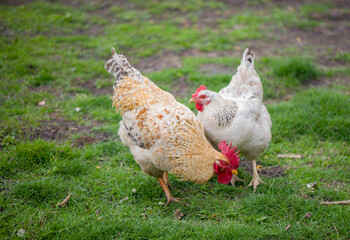 Rooster and Chickens. Free Range Cock and Hens
