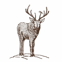 Drawing of a deer by hand