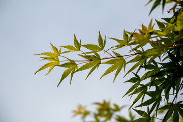 風景素材　鮮やかな青紅葉