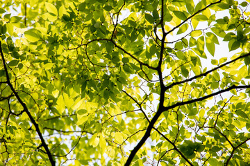 風景素材　鮮やかな青葉