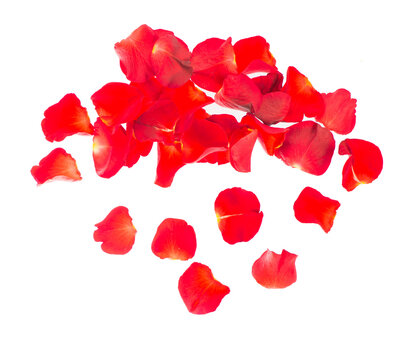 Red rose petals isolated over the white background
