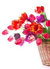 Spring color tulips in a bouquet with pink, red beautiful flowers isolated