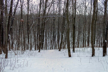 dense forest in winter during snowfall in Kharkiv, Ukraine