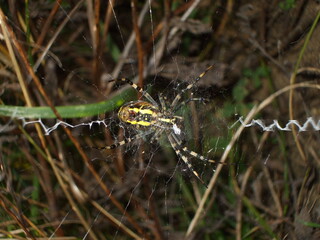 spinne