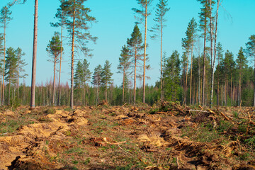 Furrows plowed in the forest for planting a new forest. Reforestation after felling.