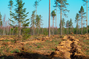 Furrows plowed in the forest for planting a new forest. Reforestation after felling.