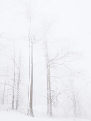 Fototapeta na wymiar Lost path in mist winter woods forest during dawn morning sun.