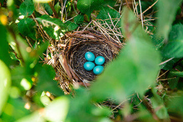 High angle view of eggs in birds nest