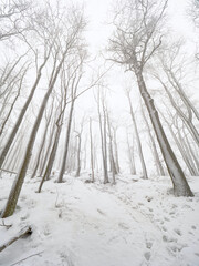 Winter nature tranquil scene, winter trees covered with snow